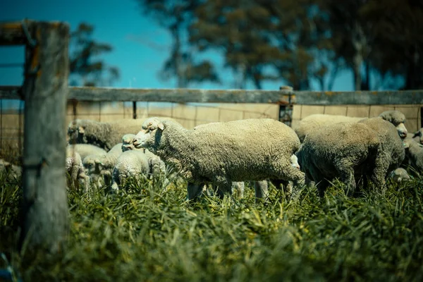 Eine Nahaufnahme Von Schafen Die Auf Einem Gras Stehen — Stockfoto