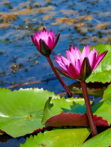 Vertical Shot Glowering Pink Lotuses Pond — Stock Photo, Image