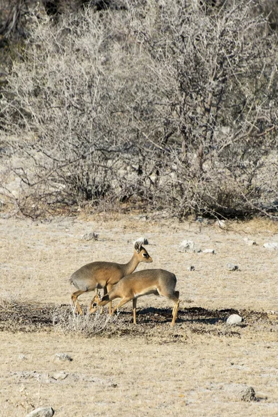 Colpo Verticale Paio Cervi Safari Nel Parco Nazionale Etosha Namibia — Foto Stock