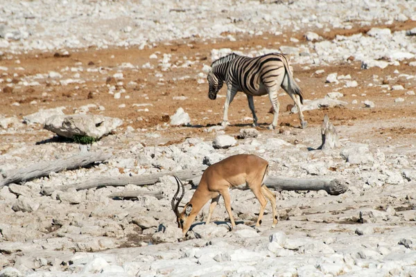 Etosha Ulusal Parkı Namibya Daki Safari Bir Zebra Bir Antilop — Stok fotoğraf