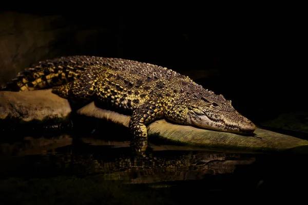 Egy Krokodil Pihen Egy Sziklán Tónál — Stock Fotó