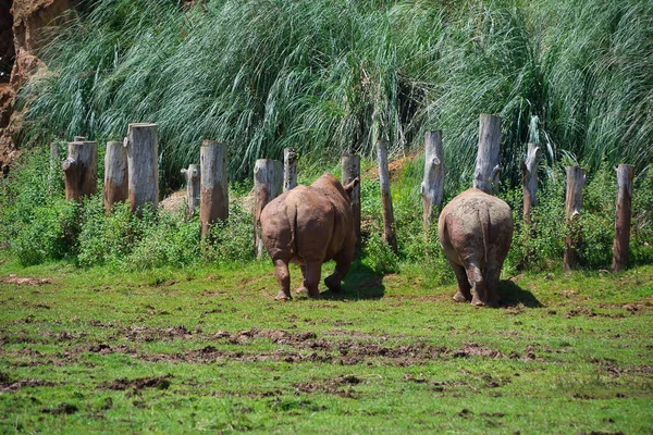 Par Rinocerontes Pastando Campo Cantábria Espanha — Fotografia de Stock