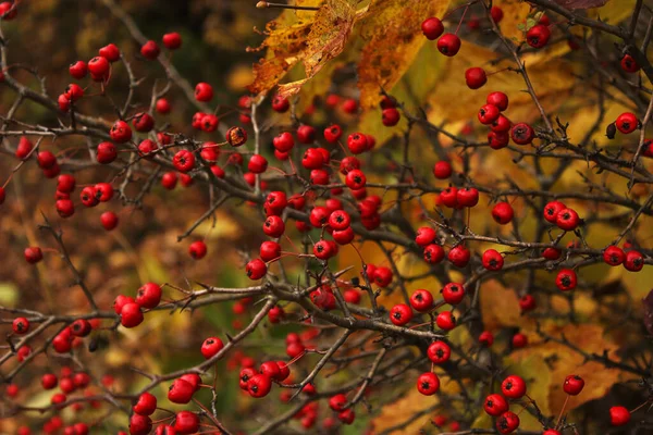 Close Vermelho Crataegus Com Fundo Folhas Amarelas — Fotografia de Stock