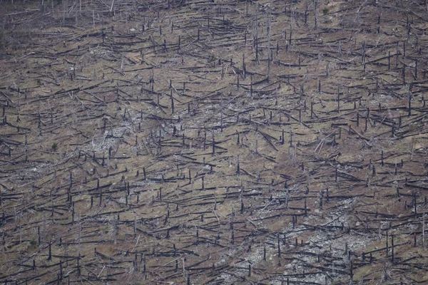 Uma Vista Aérea Floresta Morta Coberta Com Cinzas Das Árvores — Fotografia de Stock