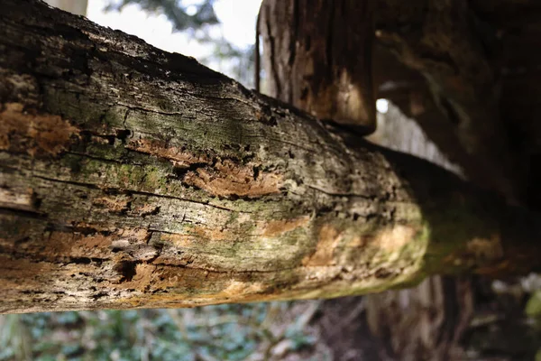 Ağaç Gövdesi Desenine Yakın Çekim — Stok fotoğraf
