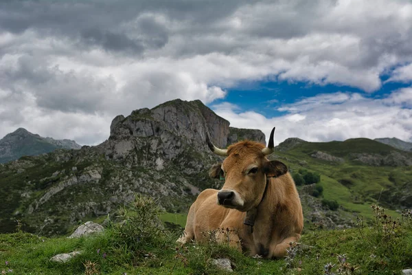 Kráva Ležící Skalnatém Kopci Jezera Covadonga Španělsko Pod Ponurým Nebem — Stock fotografie