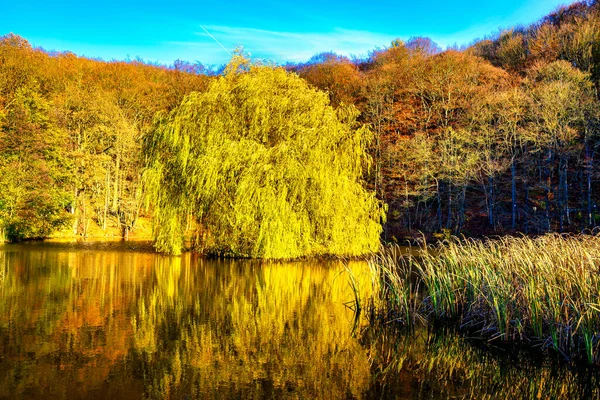 Jasne Kolorowe Jesienne Drzewa Odbite Jeziorze Schlossteich Grillenbergu Saksonia Anhalt — Zdjęcie stockowe