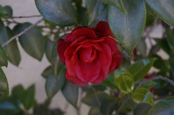 Zbliżenie Czerwonej Róży Ogrodzie — Zdjęcie stockowe