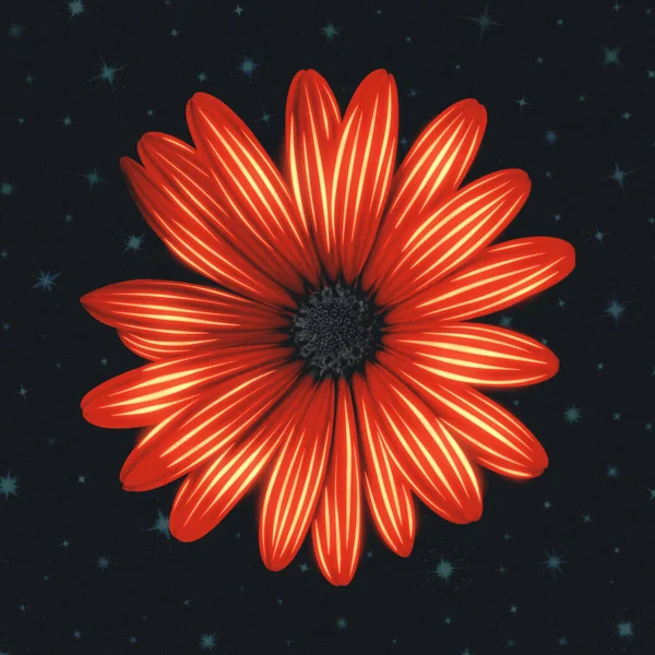 Une Fleur Marguerite Africaine Rouge Sur Fond Sombre Avec Des — Photo