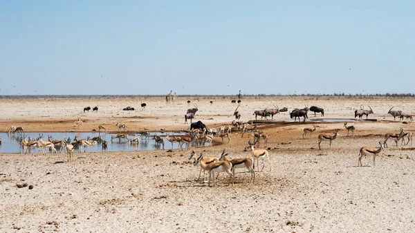 Különböző Állatok Safari Etosha Nemzeti Park Namíbia — Stock Fotó