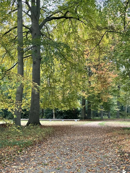 Beautiful Leafy Park Tall Green Trees Autumn — 图库照片