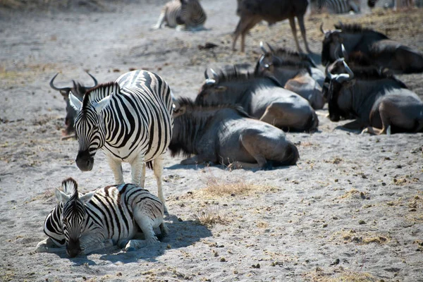 Gruppo Zebre Nel Safari Nel Parco Nazionale Etosha Namibia — Foto Stock