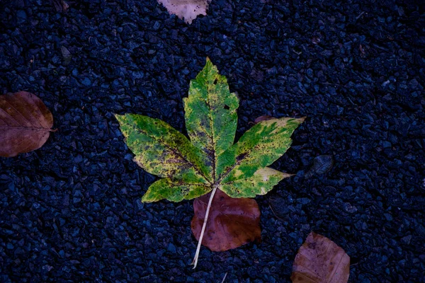秋天干枯的叶子被水滴覆盖的特写 — 图库照片