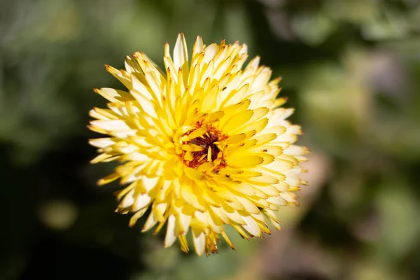 Closeup Shot Beautiful Yellow African Daisy Growing Garden — Fotografia de Stock