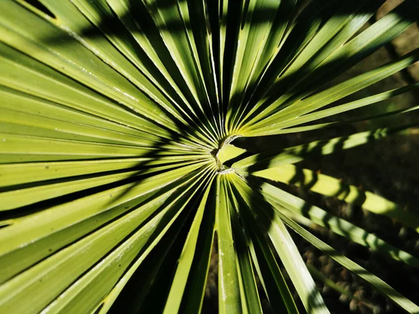 Крупный План Зеленого Тропического Растения Обоев Фона — стоковое фото