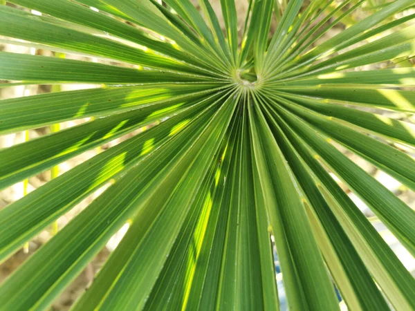 Közelkép Egy Zöld Trópusi Növény Tapéta Háttér — Stock Fotó