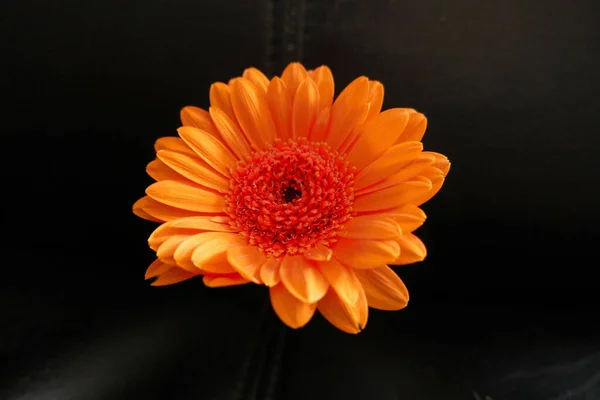 Оранжевый Цветок Темном Фоне — стоковое фото