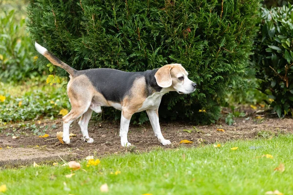 Närbild Fantastisk Beagle Hund Promenader Den Gröna Trädgården — Stockfoto