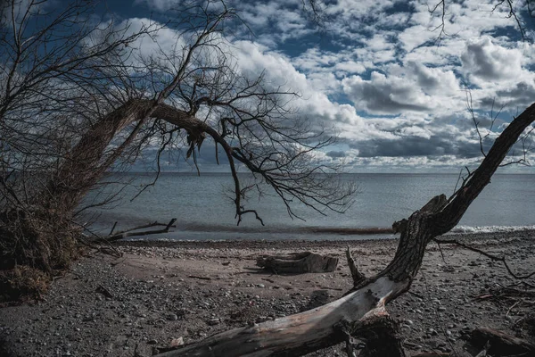 Dry Branches Trees Seashore Daylight Sky Fluffy Clouds — 图库照片