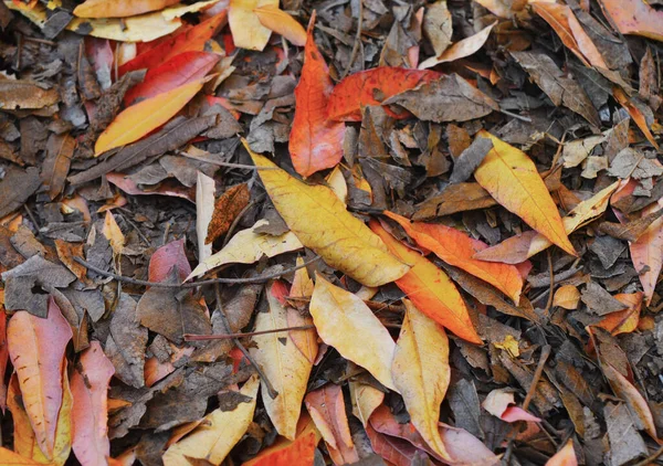 Vue Aérienne Des Feuilles Pistache Arizona — Photo