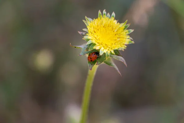 Taraxacum Yakın Çekim Karahindiba Uğur Böceği — Stok fotoğraf