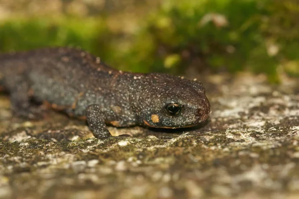 Closeup Terrestrial Juvenile Chinese Endangered Blue Tailed Fire Bellied Newt — 图库照片