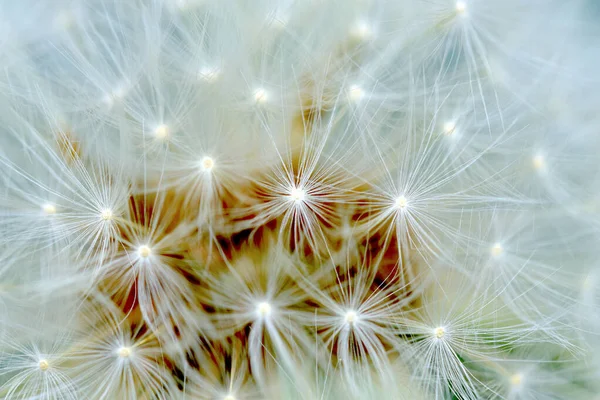 Selective Focus Shot Petals Dandelion — Stock Photo, Image