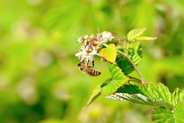 Selektivní Záběr Včely Květinu — Stock fotografie