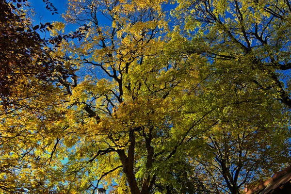 Los Árboles Con Hojas Amarillas Parque Otoño —  Fotos de Stock