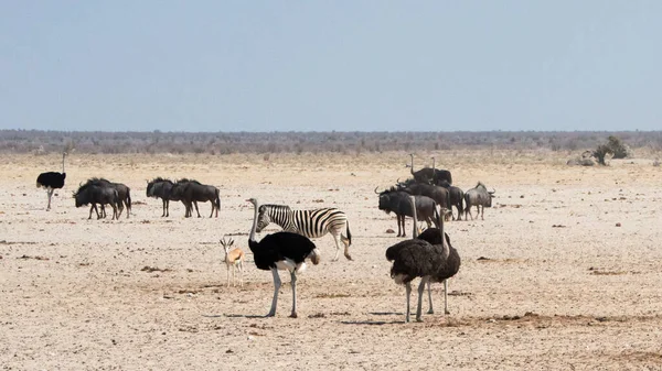 Différents Animaux Dans Safari Dans Parc National Etosha Namibie — Photo