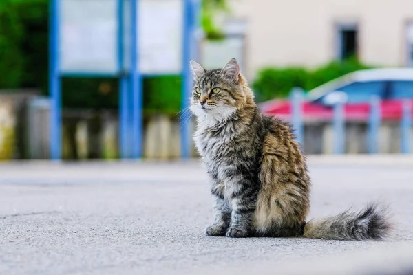Egy Gyönyörű Szőrös Macska Közelsége Utcán Homályos Háttérben — Stock Fotó