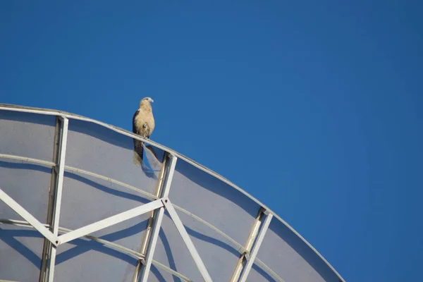 Chicken Hawk Antena Parabólica Contra Cielo Azul Claro Día Soleado — Foto de Stock
