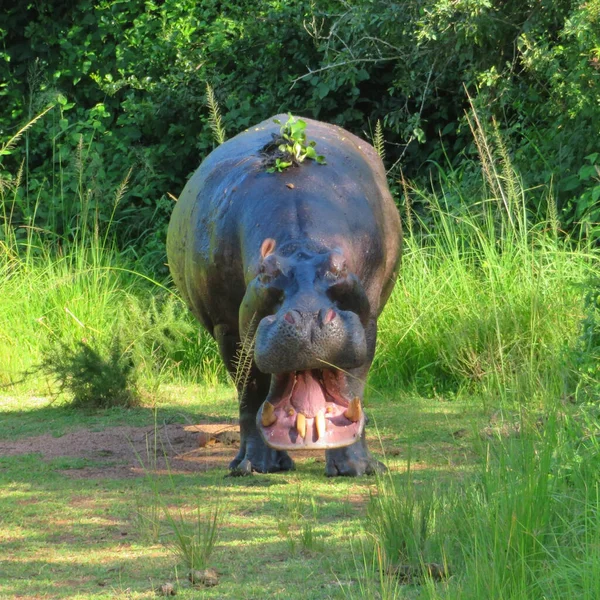 Гіпопопотама Відкритим Ротом Національному Парку Акагера Руанді Африка — стокове фото