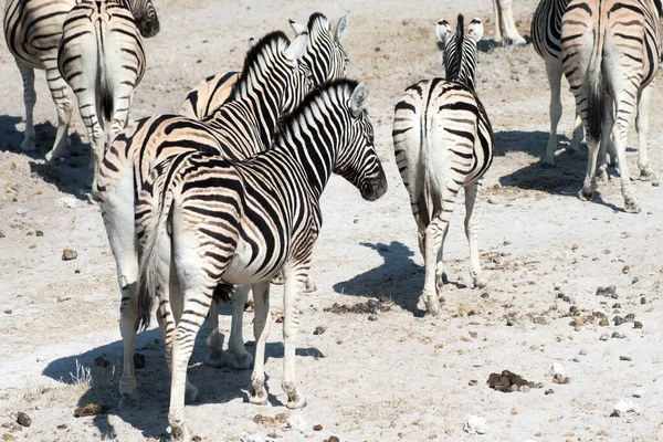 Egy Csapat Zebrát Etosha Nemzeti Parkban Namíbiában — Stock Fotó