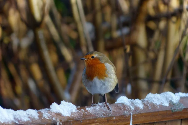 雪の上のロビン鳥 — ストック写真