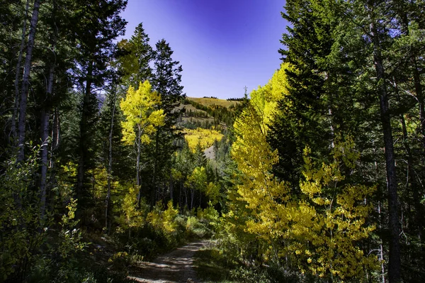 秋には色とりどりの木々が生い茂る森の青空 — ストック写真