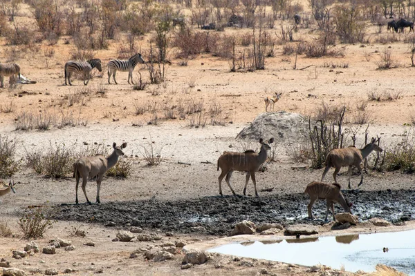 Etosha Ulusal Parkı Namibya Daki Safari Bir Grup Geyik — Stok fotoğraf