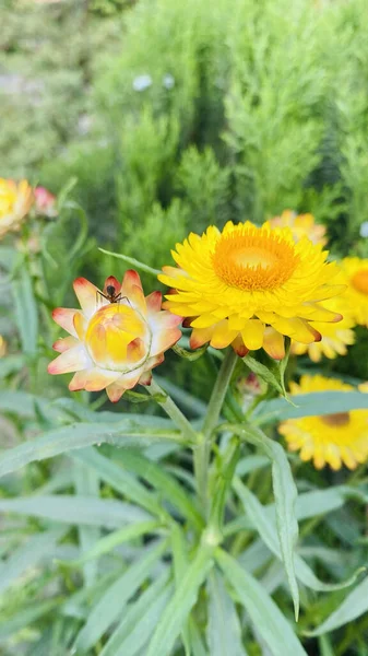 Primer Plano Coloridas Flores Helichrysum — Foto de Stock