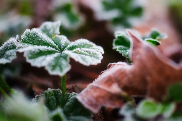 Selective Focus Green Plant Leaves — Stockfoto