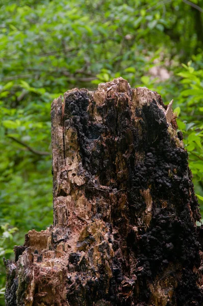 Vertikal Bild Ett Skadat Träd Stubbe Suddig Bakgrund — Stockfoto