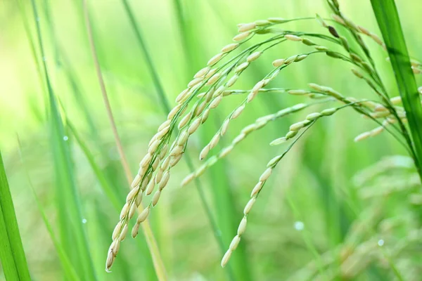 Closeup Shot Paddy Rice Plant Blurred Background — Stock Photo, Image