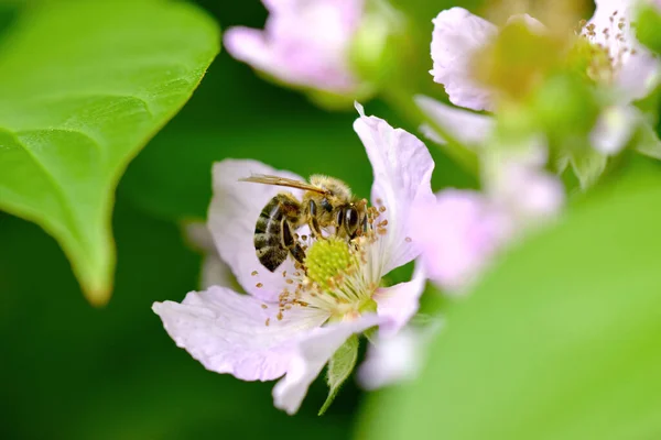 Selektivní Záběr Včely Květinu — Stock fotografie
