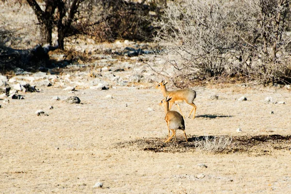 Paio Cervi Nel Safari Nel Parco Nazionale Etosha Namibia — Foto Stock