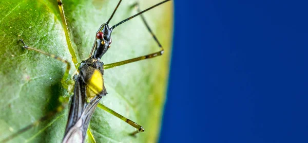 Macro Shot Pale Green Assassin Bug Leaf — Stock Photo, Image