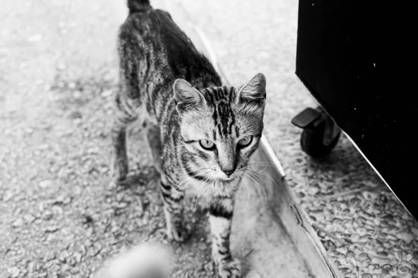 通りに子猫の高角度クローズアップグレースケール — ストック写真