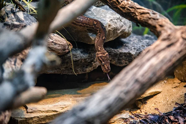 Enfoque Selectivo Una Serpiente Deslizándose Sobre Una Roca —  Fotos de Stock