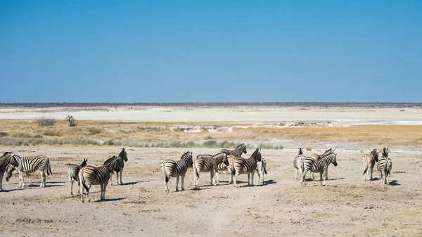 Grupo Cebras Safari Parque Nacional Etosha Namibia — Foto de Stock