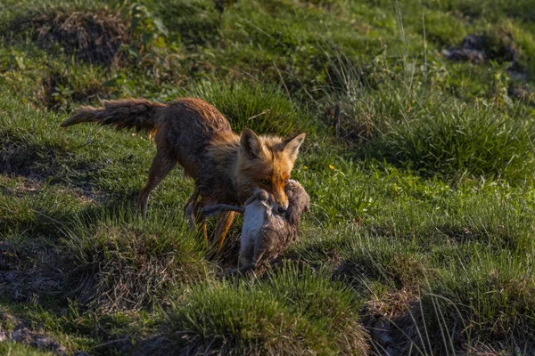 Tir Angle Élevé Renard Proie Dans Bouche — Photo