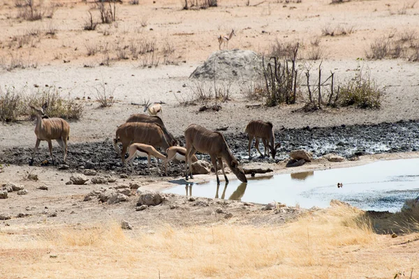 Grupo Ciervos Safari Parque Nacional Etosha Namibia —  Fotos de Stock