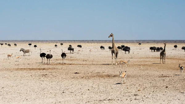 Különböző Állatok Safari Etosha Nemzeti Park Namíbia — Stock Fotó